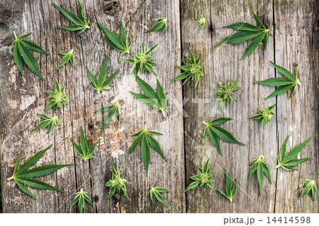 Composition of marijuana leaves Composition of marijuana leaves 14414598