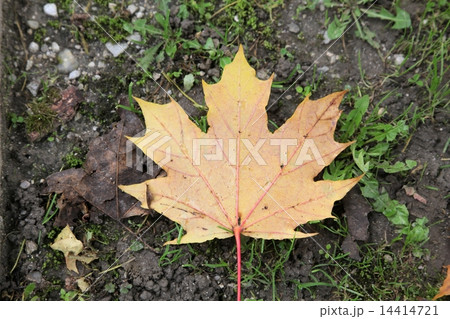 Autumn leaf 14414721