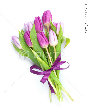 Purple tulips bouquet 14414791