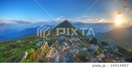 rhododendron 14414907