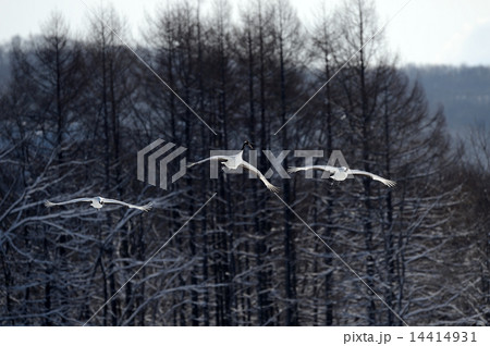 タンチョウ 14414931