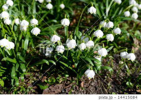 snowflake flowers in the garden 14415084