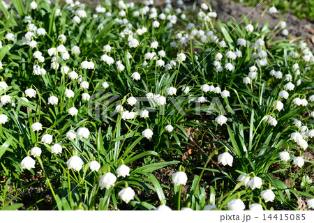snowflake flowers in the garden 14415085
