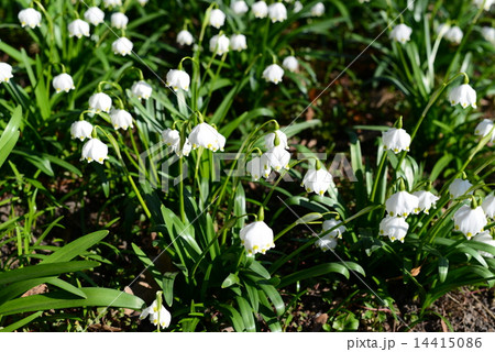 snowflake flowers in the garden 14415086