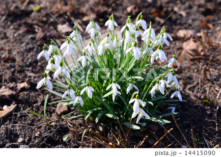 White blooming Snowdrop (Galanthus nivalis) 14415090