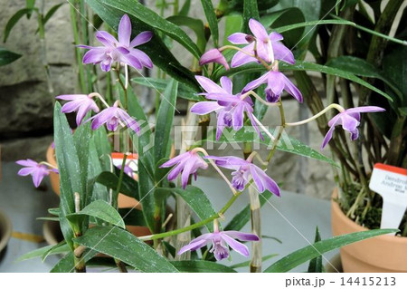 デンドロビウム・キンギアナム/神代植物園 デンドロビウム・キンギアナム/神代植物園 14415213