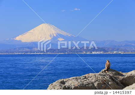 江ノ島富士と鳥 14415397