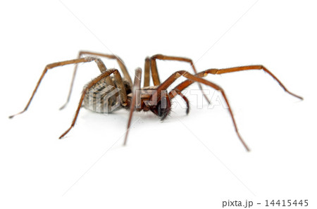 spider isolated 14415445