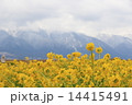 菜の花 14415491