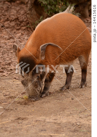 アカカワイノシシ 14415616