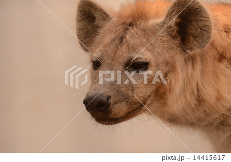 ブチハイエナ1 ブチハイエナ1 14415617