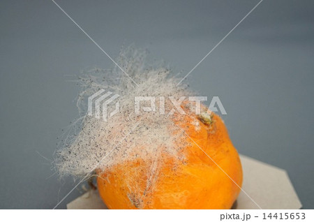 ミカンに生えたカビ ミカンに生えたカビ 14415653