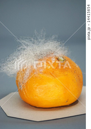 ミカンに生えたカビ 14415654