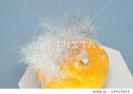 ミカンに生えたカビ ミカンに生えたカビ 14415655