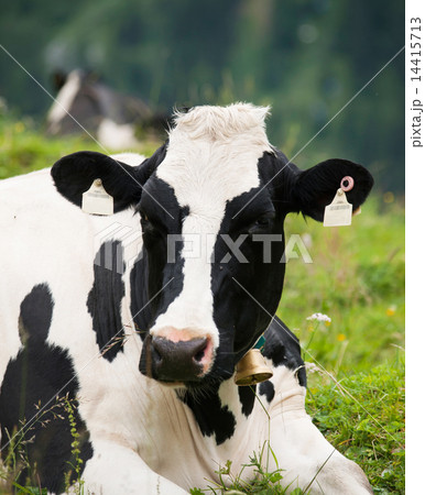 Head of black and white cow 14415713