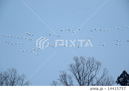 ハクガン 14415757