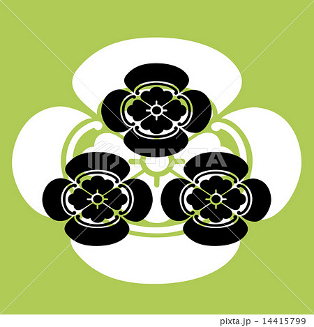 木瓜　日下部一族 14415799