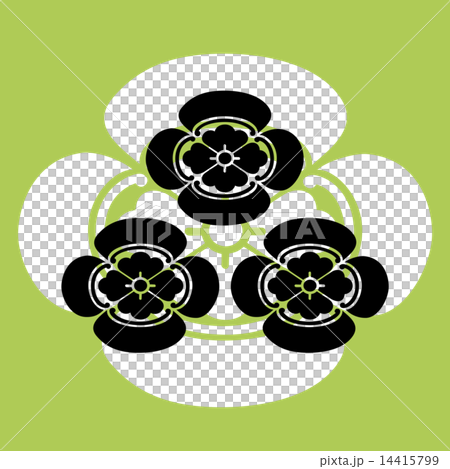 木瓜　日下部一族 14415799