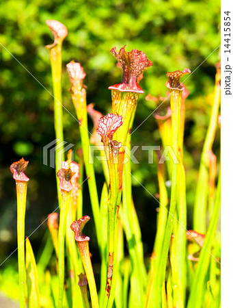 サラセニア・レウコフィラ、サラセニア科、北アメリカ南東部 14415854