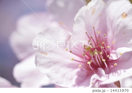 桜 桜 14415970