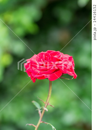 赤い薔薇 赤い薔薇 14416152
