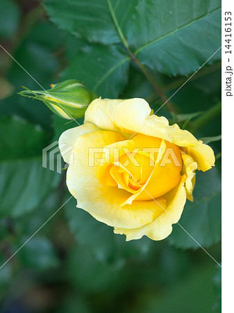 薔薇（ゴールドバニー） 14416153