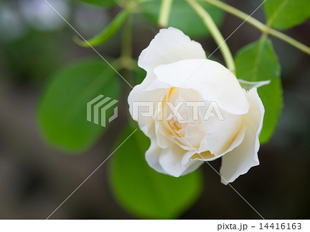 薔薇（クレアオースチン） 14416163