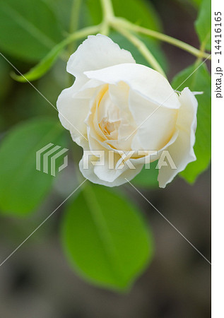 薔薇(クレアオースチン) 薔薇(クレアオースチン) 14416165