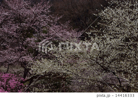 静寂の春 静寂の春 14416333