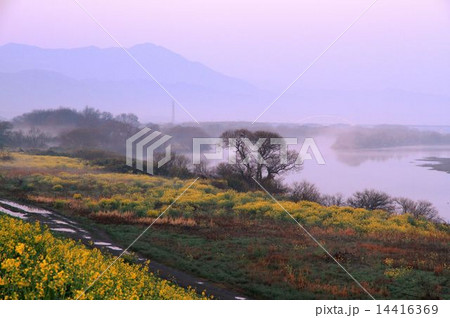 朝靄で立ち込めた川沿いの風景 朝靄で立ち込めた川沿いの風景 14416369