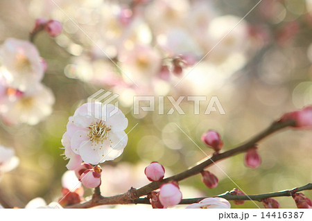 八重咲きの白梅 八重咲きの白梅 14416387
