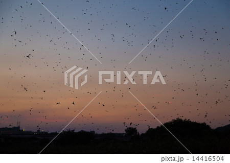 ツバメの塒入り 14416504