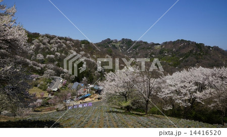 信州池田町陸郷の山櫻 信州池田町陸郷の山櫻 14416520