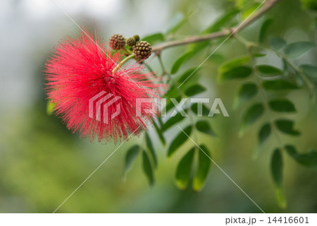 オオベニゴウカン 14416601