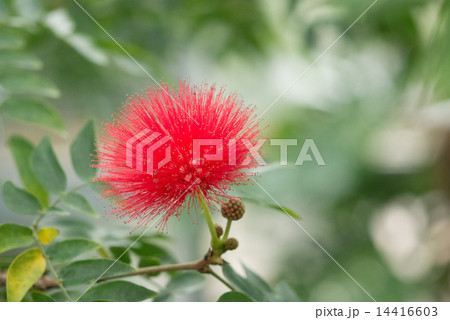 オオベニゴウカン オオベニゴウカン 14416603