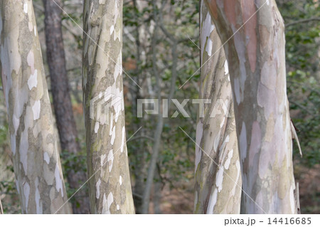 シャラノキの樹皮 14416685