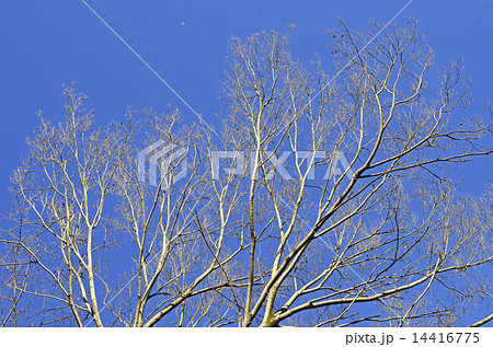 ムクノキ（椋木） 14416775