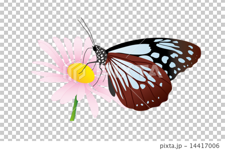 Asagi madara 14417006