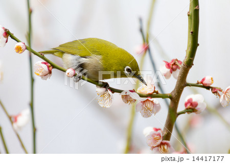 梅の木にメジロ 14417177
