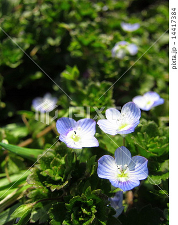 オオイヌノフグリ オオイヌノフグリ 14417384