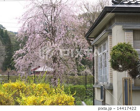みちのく桜紀行・米内浄水場 みちのく桜紀行・米内浄水場 14417422