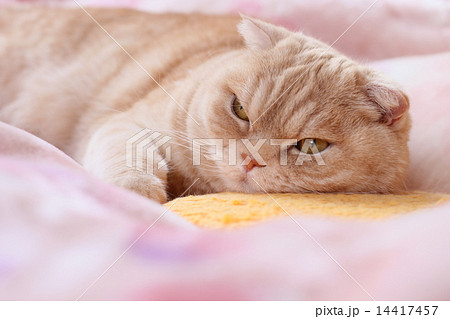 上を見ながら寝そべる猫 14417457