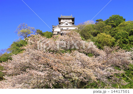 4月愛知 国宝犬山城・天守閣と桜 14417501