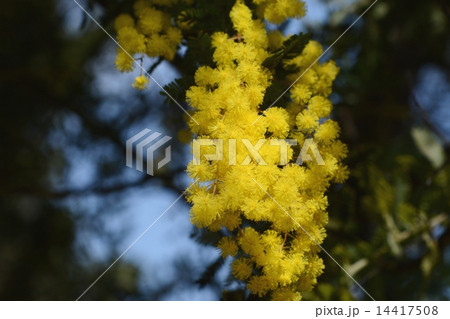 フサアカシア 14417508