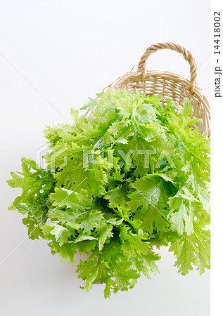 わさび菜 わさび菜 14418002