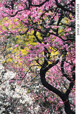 梅林公園に咲く紅梅と白梅とサンシュユ(N) 14418328