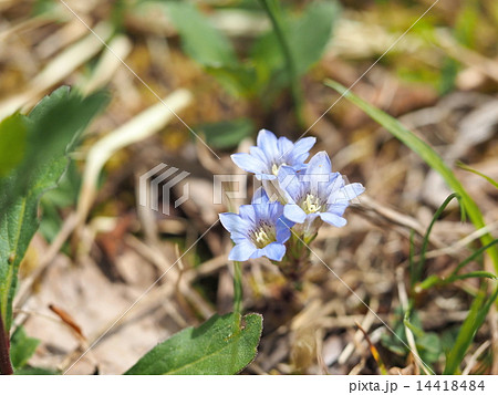 ハルリンドウの花 14418484