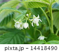 ラズベリーの花 14418490