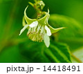 ラズベリーの花 14418491