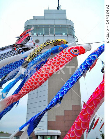 京都舞鶴　五老スカイタワーの鯉のぼり 14418492